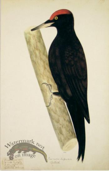 128 Swedish Birds . Picus Martius.Male, Black Woodpecker